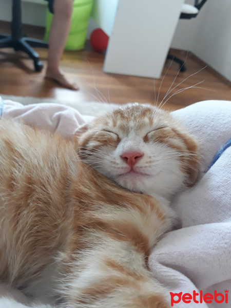 Tekir Kedi, Kedi  Portik fotoğrafı