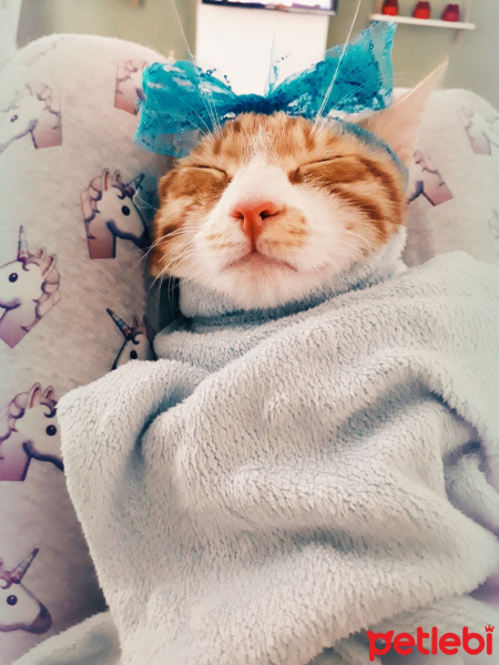 Tekir Kedi, Kedi  Portik fotoğrafı