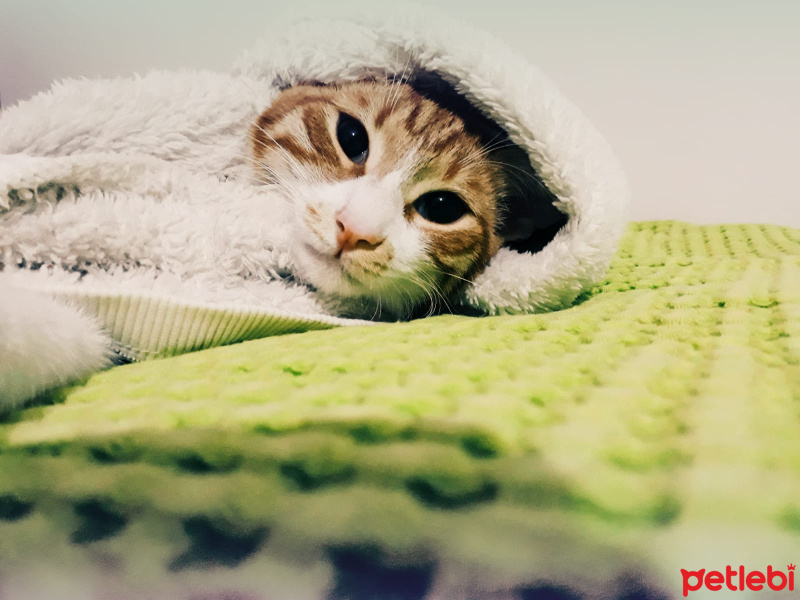 Tekir Kedi, Kedi  Portik fotoğrafı