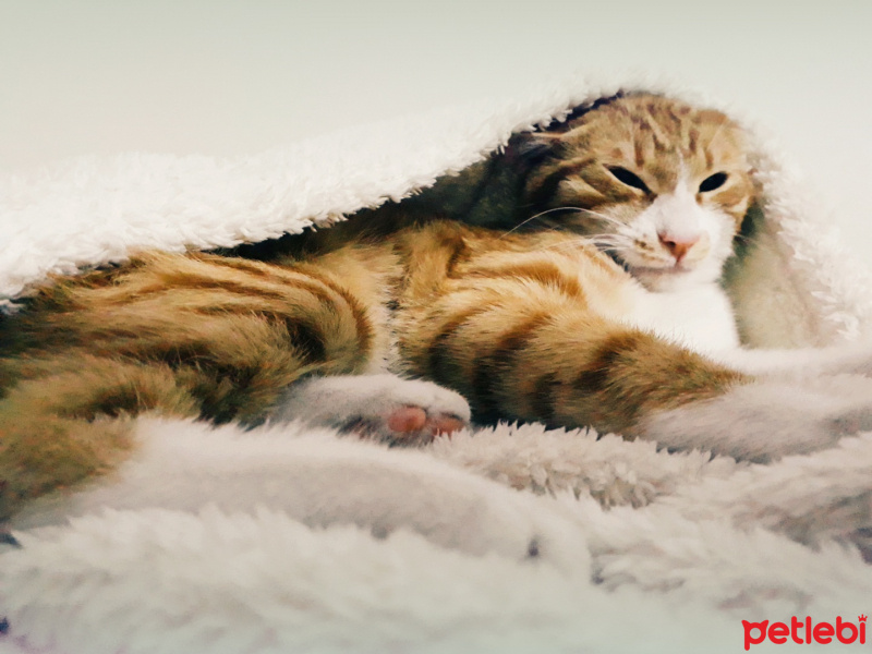 Tekir Kedi, Kedi  Portik fotoğrafı