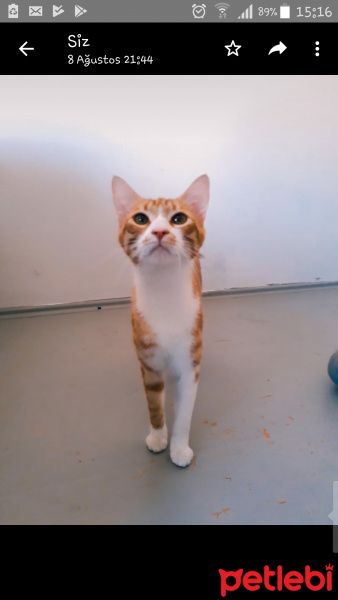 Tekir Kedi, Kedi  Portik fotoğrafı