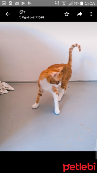 Tekir Kedi, Kedi  Portik fotoğrafı