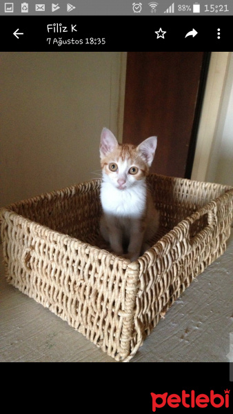 Tekir Kedi, Kedi  Portik fotoğrafı