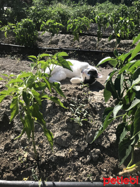 Soke, Kedi  Peynir fotoğrafı