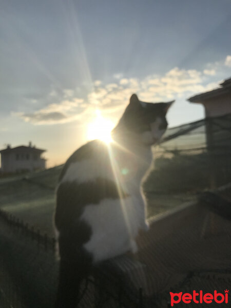 Soke, Kedi  Peynir fotoğrafı