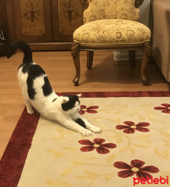 Soke, Kedi  Peynir fotoğrafı