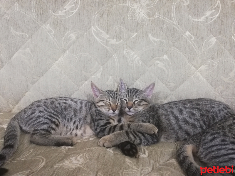 Sarman, Kedi  Tekir kardeşler fotoğrafı