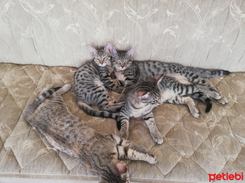 Sarman, Kedi  Tekir kardeşler fotoğrafı