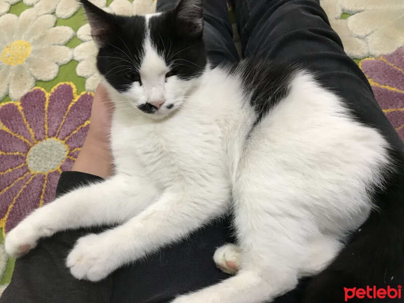 Soke, Kedi  Zeytin fotoğrafı