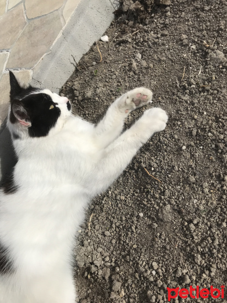 Soke, Kedi  Zeytin fotoğrafı