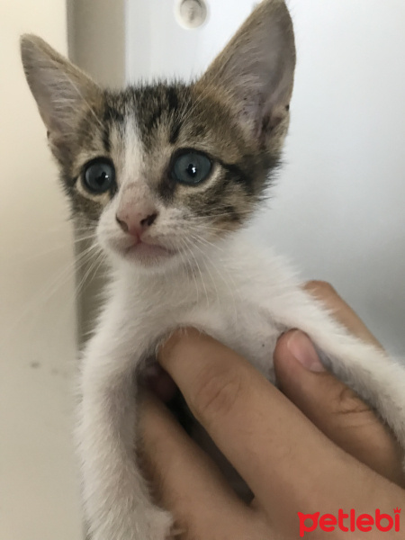 Tekir Kedi, Kedi  Leo fotoğrafı