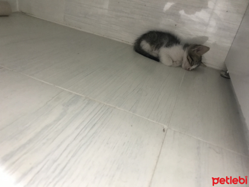 Tekir Kedi, Kedi  Leo fotoğrafı