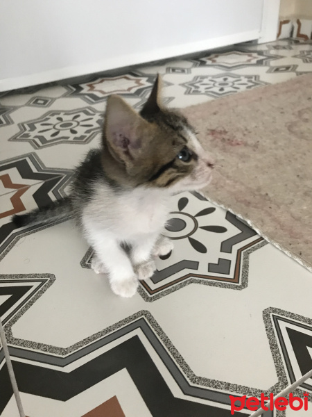 Tekir Kedi, Kedi  Leo fotoğrafı