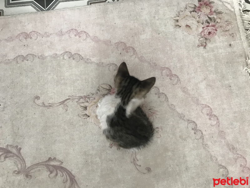 Tekir Kedi, Kedi  Leo fotoğrafı