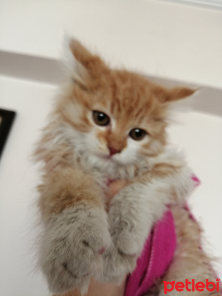 Sarman, Kedi  Lili fotoğrafı