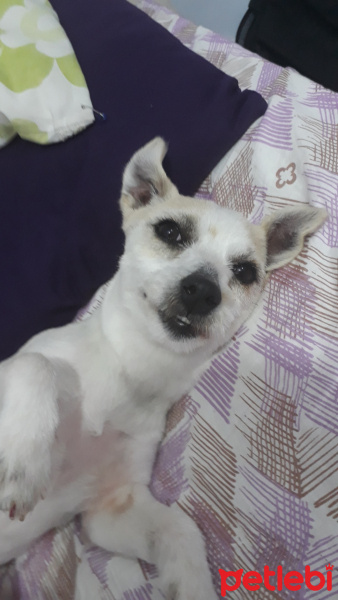 Jack Russell Terrier, Köpek  Mavi fotoğrafı