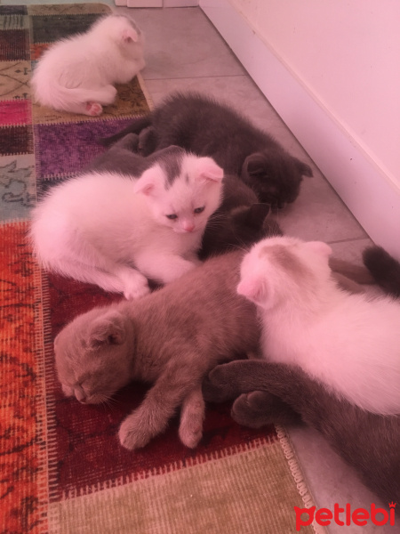 Scottish Fold, Kedi  İsimsiz yeni doğmuş scotıs fotoğrafı