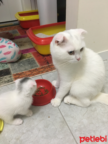 Scottish Fold, Kedi  İsimsiz yeni doğmuş scotıs fotoğrafı