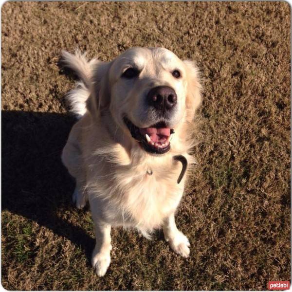 Golden Retriever, Köpek  joker fotoğrafı