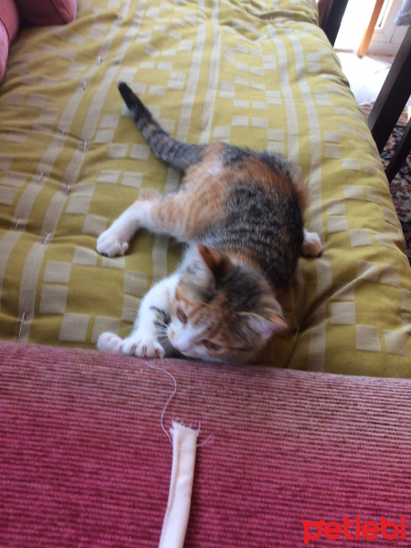 Tekir Kedi, Kedi  lolita fotoğrafı