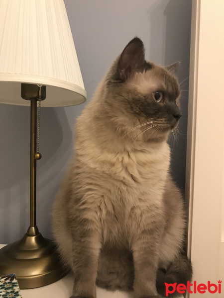 British Shorthair, Kedi  Muffin fotoğrafı