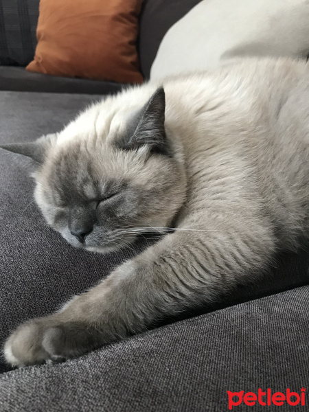 British Shorthair, Kedi  Muffin fotoğrafı