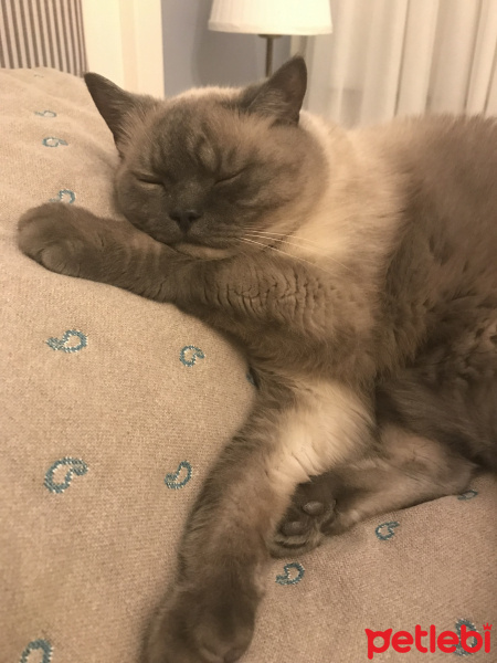 British Shorthair, Kedi  Muffin fotoğrafı