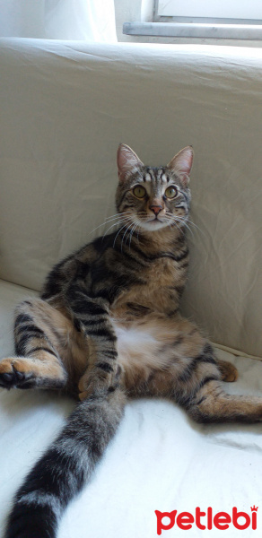 American Shorthair, Kedi  Fındık fotoğrafı