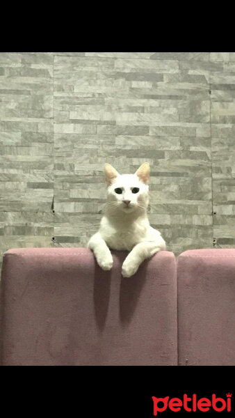 Ankara Kedisi, Kedi  Shifu fotoğrafı