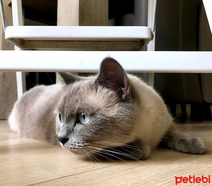 Siyam Kedisi, Kedi  Cocobalım fotoğrafı