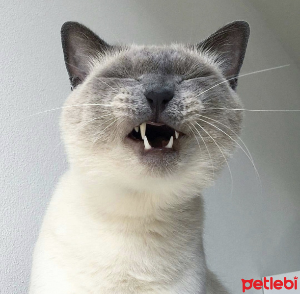 Siyam Kedisi, Kedi  Cocobalım fotoğrafı