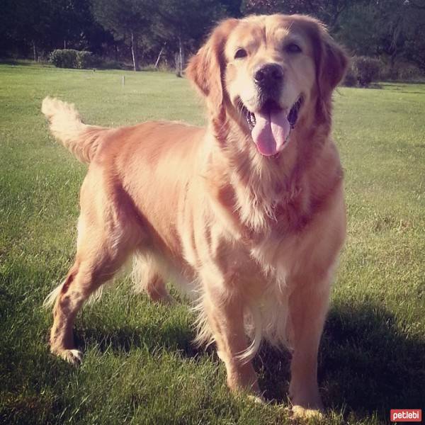 Golden Retriever, Köpek  Betty fotoğrafı