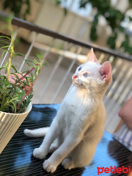 Ankara Kedisi, Kedi  Kaymak fotoğrafı