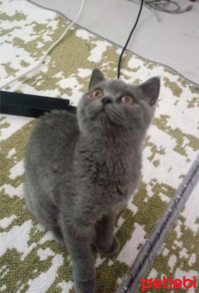 British Shorthair, Kedi  Paşa fotoğrafı