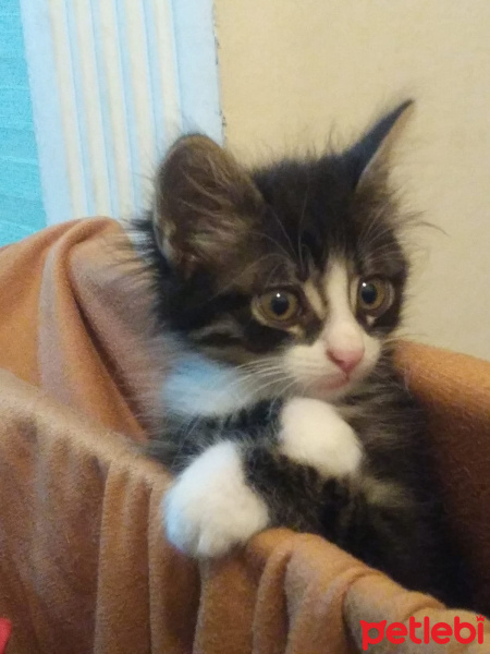 Tekir Kedi, Kedi  Şanslı fotoğrafı