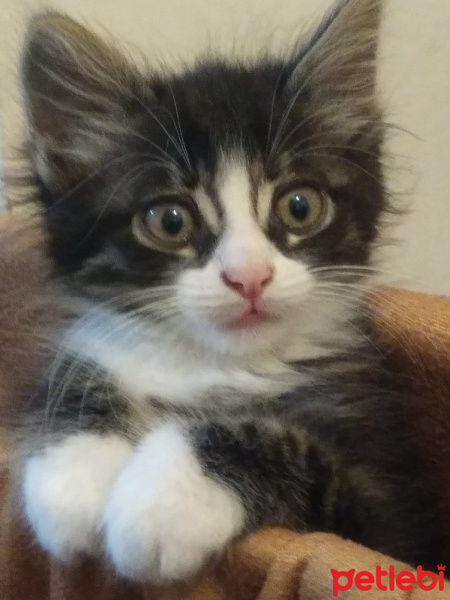 Tekir Kedi, Kedi  Şanslı fotoğrafı