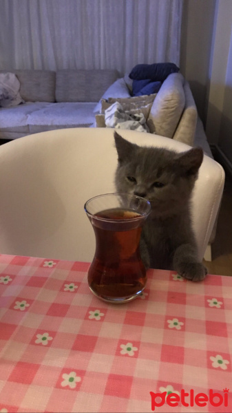 British Shorthair, Kedi  duman fotoğrafı