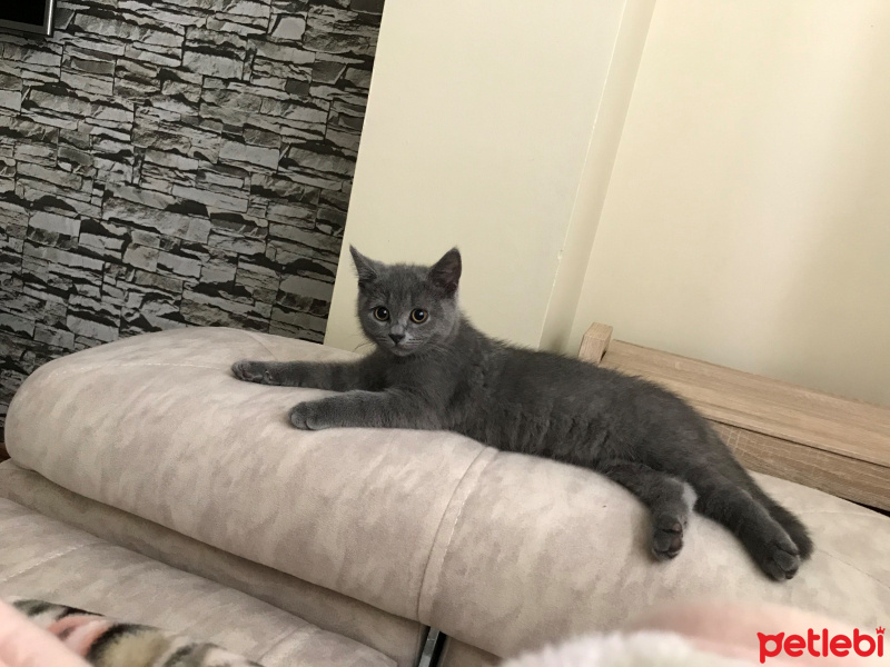 British Shorthair, Kedi  duman fotoğrafı