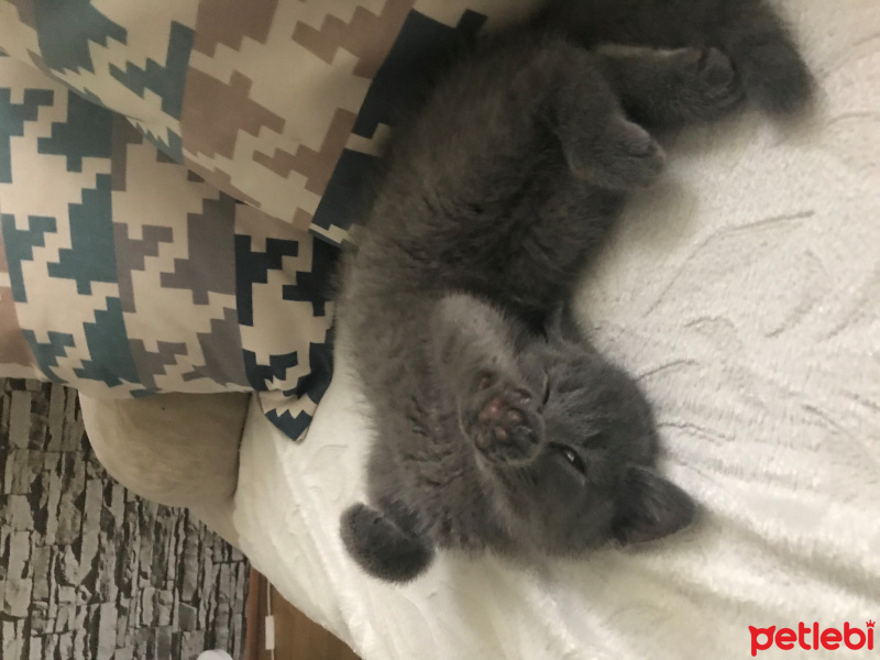 British Shorthair, Kedi  duman fotoğrafı