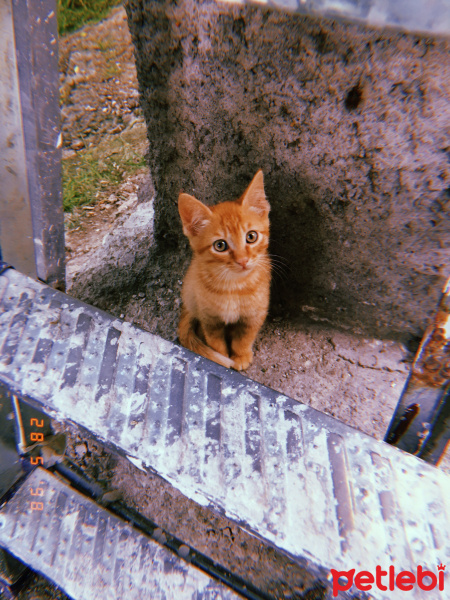 Tekir Kedi, Kedi  Güneş fotoğrafı