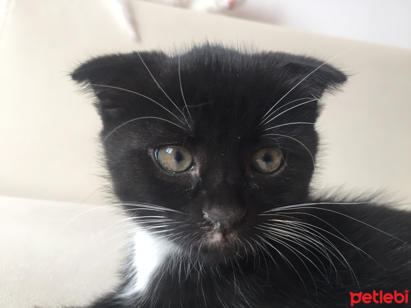 Tuxedo (Smokin) Kedi, Kedi  Rio fotoğrafı