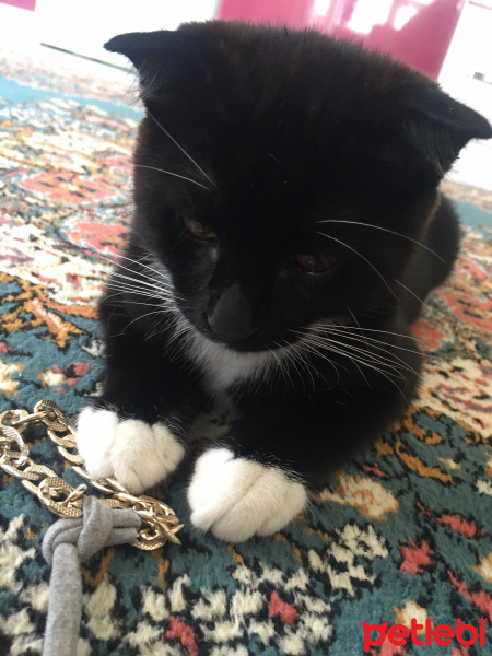 Tuxedo (Smokin) Kedi, Kedi  Rio fotoğrafı