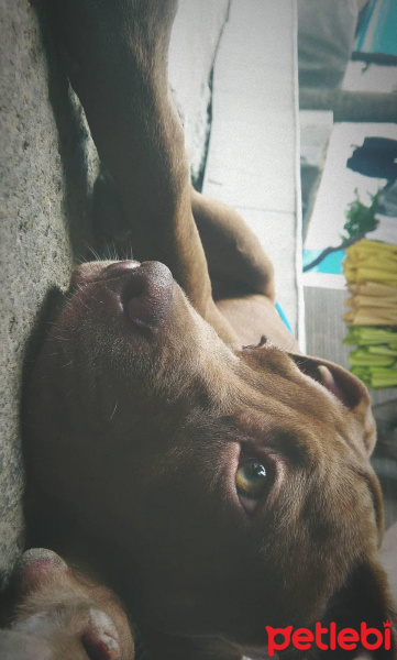 Amerikan Pitbull Terrier, Köpek  LİVA fotoğrafı