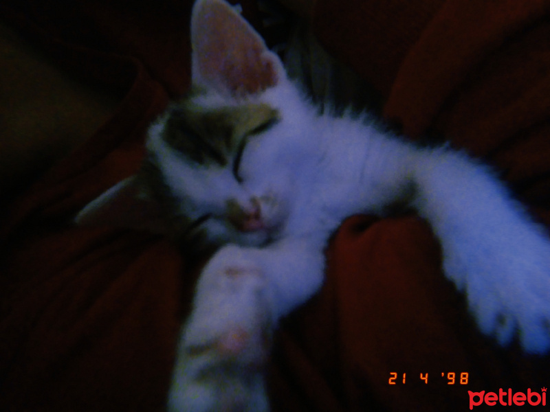 Sarman, Kedi  mia fotoğrafı