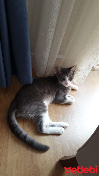 Tekir Kedi, Kedi  Miço fotoğrafı