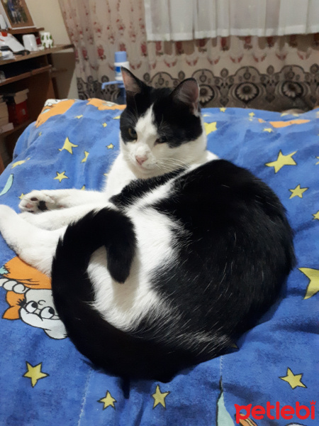 Tuxedo (Smokin) Kedi, Kedi  Diablo fotoğrafı