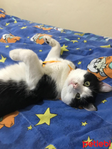 Tuxedo (Smokin) Kedi, Kedi  Diablo fotoğrafı