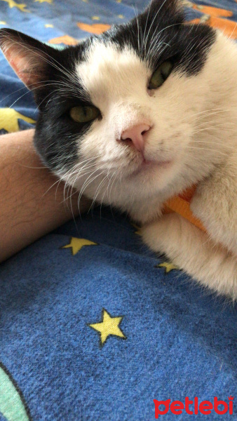 Tuxedo (Smokin) Kedi, Kedi  Diablo fotoğrafı