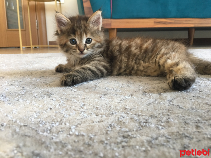 Tekir Kedi, Kedi  Patik  fotoğrafı