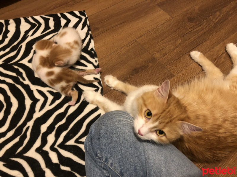Ankara Kedisi, Kedi  Momo fotoğrafı